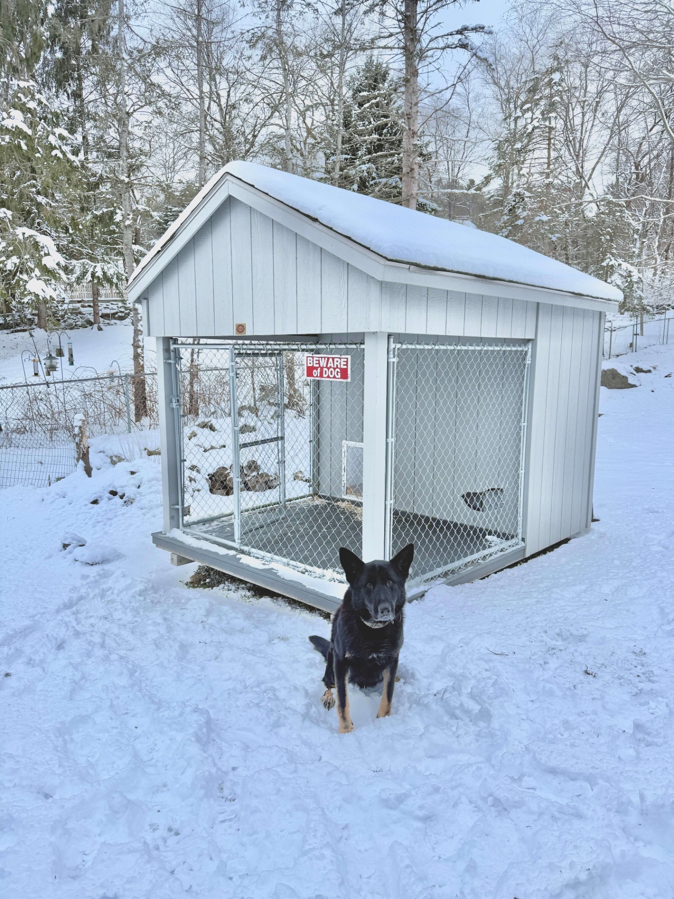 K-9 outside kennel in snow