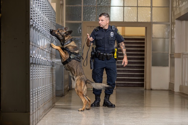 K-9 Frank, German Shepherd/ Malinois Mix with West Springfield PD