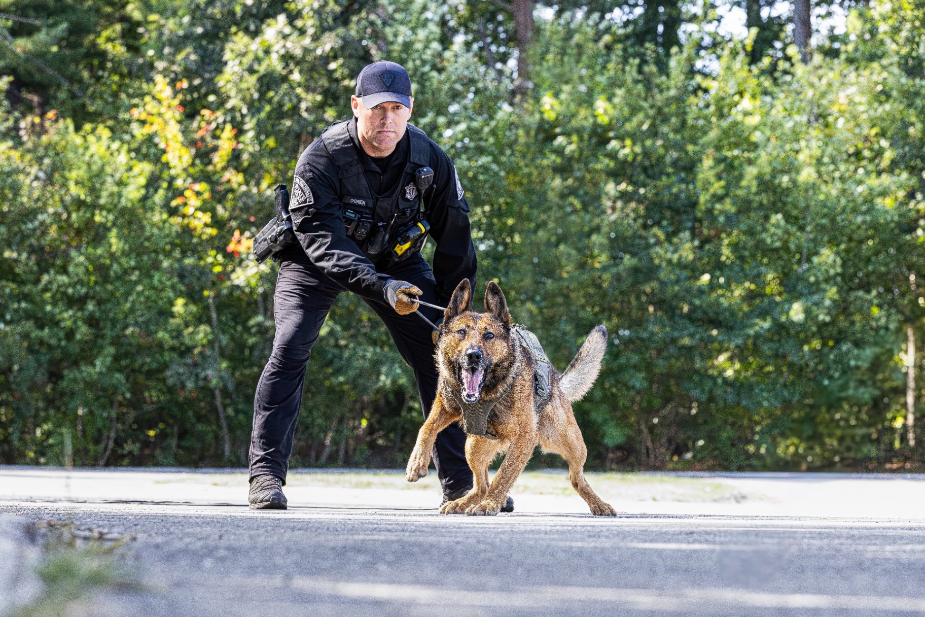 K-9 Sig, German Shepherd/Malinois Mix with Massachusetts State Police