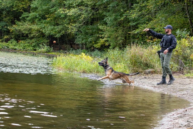 K-9 Vici, German Shepherd/ Malinois Mix
with Hampden County Sheriff's Office