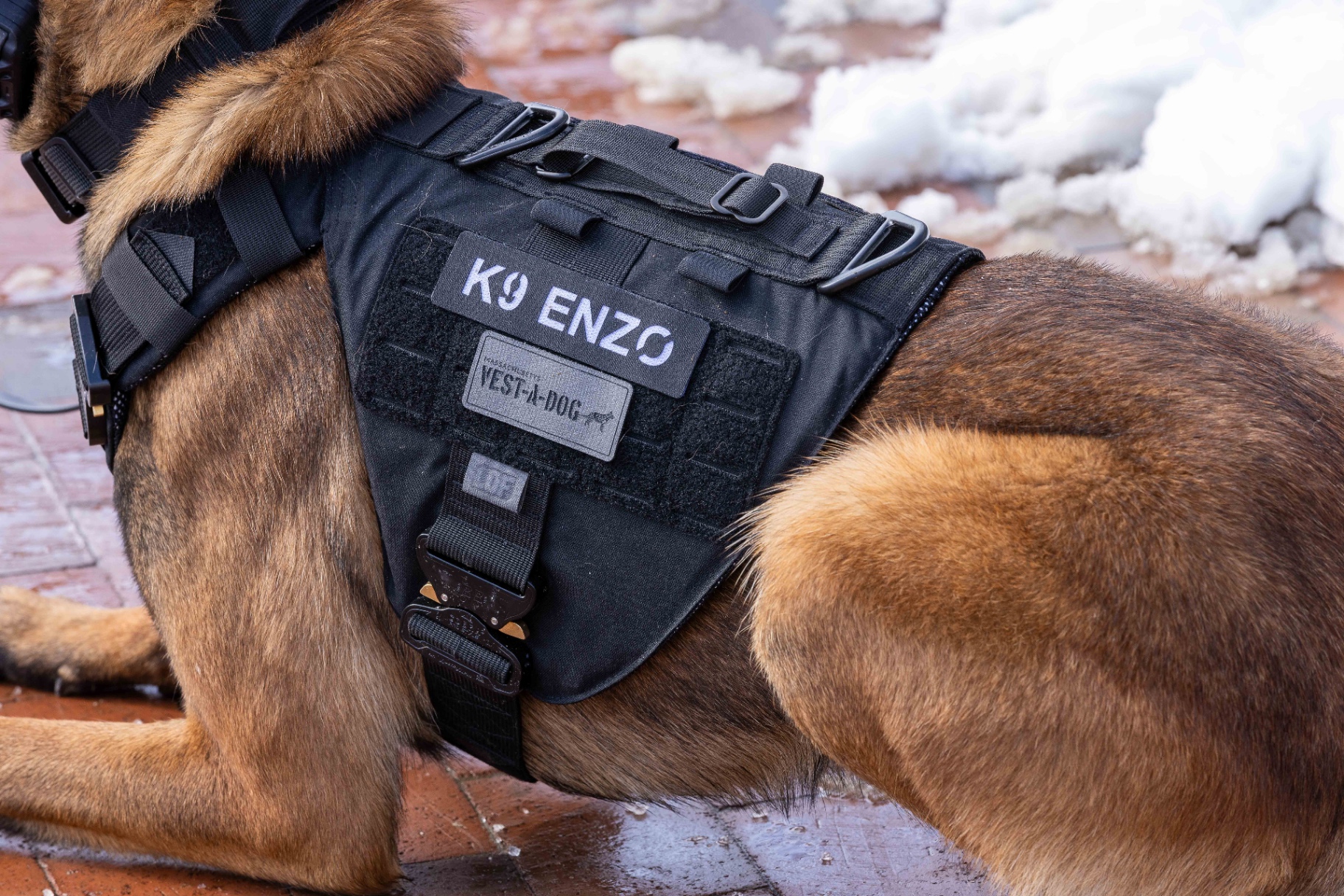 Massachusetts Vest-A-Dog protected K-9